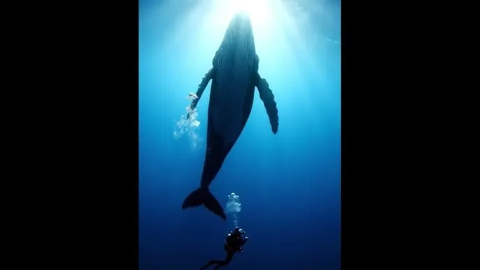 大象传媒 - 深蓝星球：探索海洋深处的未知世界